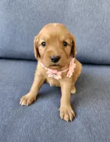 Pink, a female Golden Retriever for sale in Williamsburg, KY – 9 of 10