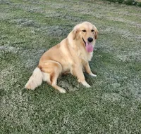 Sweet Chamomile, a female Golden Retriever for sale in Williamsburg, KY – Photo 5 of 9