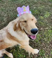 Sweet Chamomile, a female Golden Retriever for sale in Williamsburg, KY – Photo 8 of 9