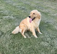 Sweet Chamomile, a female Golden Retriever for sale in Williamsburg, KY – Photo 2 of 9