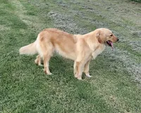Sweet Chamomile, a female Golden Retriever for sale in Williamsburg, KY – Photo 1 of 9