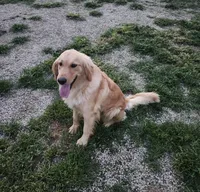 Sweet Chamomile, a female Golden Retriever for sale in Williamsburg, KY – Photo 6 of 9