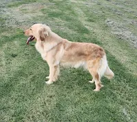Sweet Chamomile, a female Golden Retriever for sale in Williamsburg, KY – Photo 3 of 9