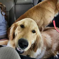 Sweet Chamomile, a female Golden Retriever for sale in Williamsburg, KY – Photo 7 of 9