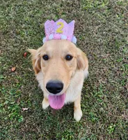 Sweet Chamomile, a female Golden Retriever for sale in Williamsburg, KY – Photo 9 of 9