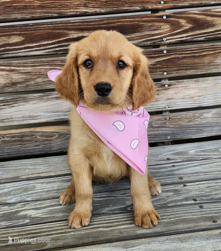 Pink – Golden Retriever puppy for sale in Williamsburg, KY