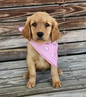 Pink, a female Golden Retriever for sale in Williamsburg, KY – 1 of 10