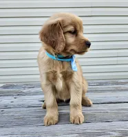 Teal, a female Golden Retriever for sale in Williamsburg, KY – 3 of 10