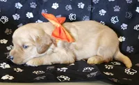 Orange , a male Golden Retriever for sale in Williamsburg, KY – 4 of 4
