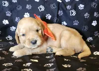 Orange , a male Golden Retriever for sale in Williamsburg, KY – 2 of 4