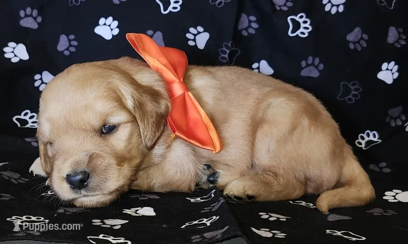Orange  – Golden Retriever puppy for sale in Williamsburg, KY