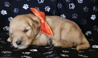 Orange , a male Golden Retriever for sale in Williamsburg, KY – 1 of 4