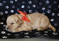 Orange , a male Golden Retriever for sale in Williamsburg, KY – 3 of 4