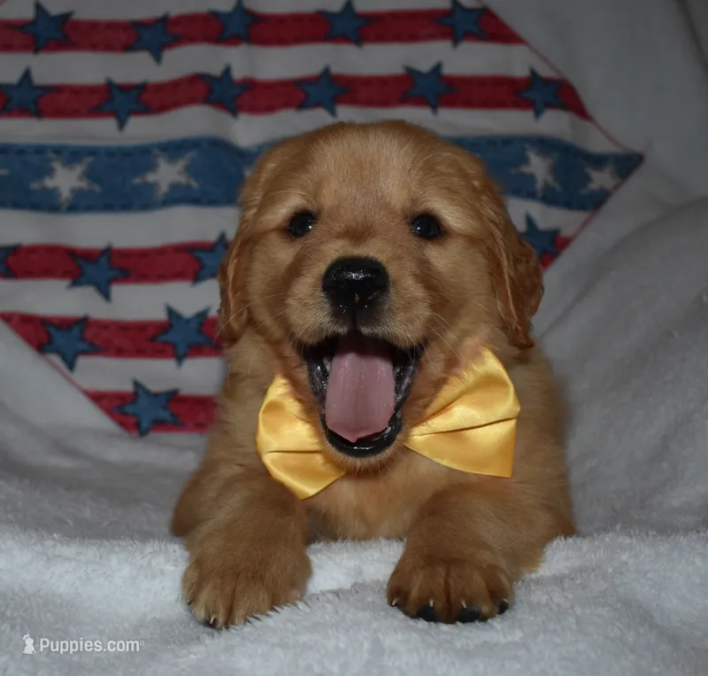 Yellow  – Golden Retriever puppy for sale in Williamsburg, KY