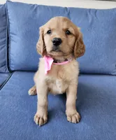 Pink, a female Golden Retriever for sale in Williamsburg, KY – 4 of 10