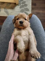 Teal, a female Golden Retriever for sale in Williamsburg, KY – 8 of 10
