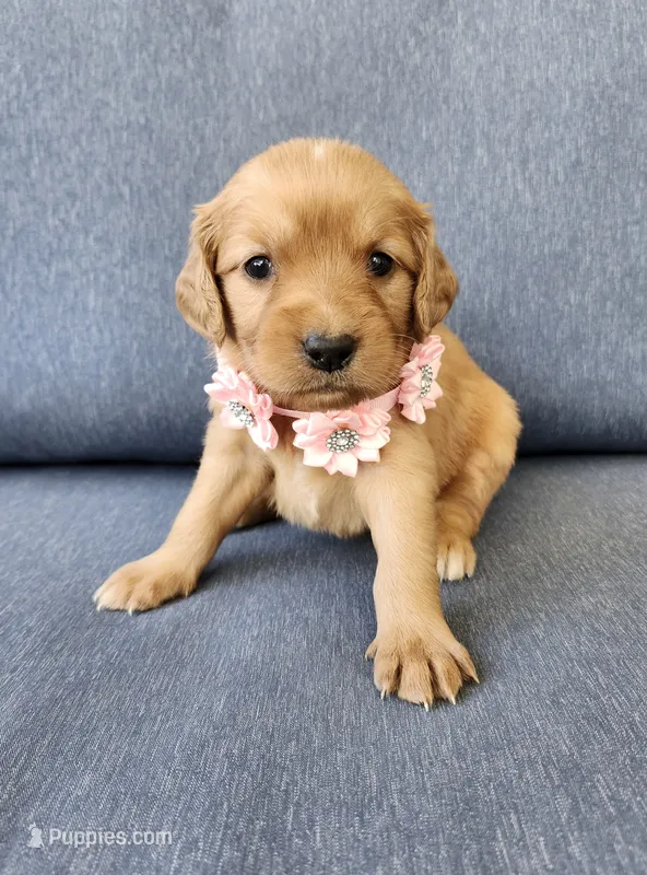 Pink – Golden Retriever puppy for sale in Williamsburg, KY