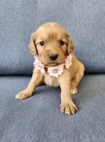Pink, a female Golden Retriever for sale in Williamsburg, KY – 8 of 10