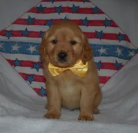Yellow , a male Golden Retriever for sale in Williamsburg, KY – 9 of 10