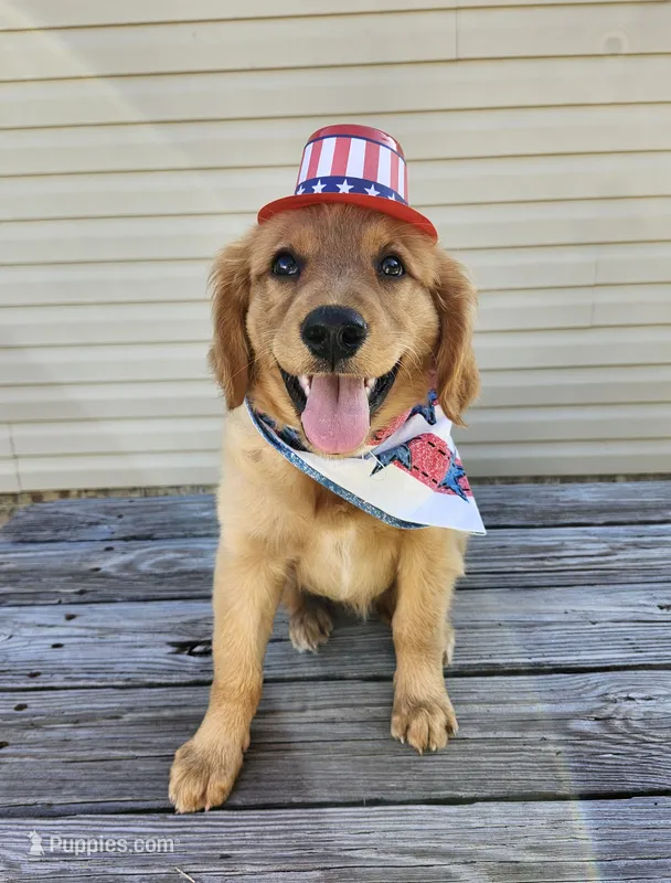 Pink – Golden Retriever puppy for sale in Williamsburg, KY