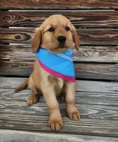 Teal, a female Golden Retriever for sale in Williamsburg, KY – 2 of 10