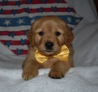 Yellow , a male Golden Retriever for sale in Williamsburg, KY – 8 of 10