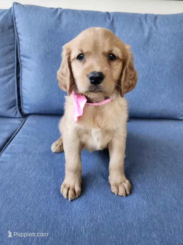 Pink – Golden Retriever puppy for sale in Williamsburg, KY