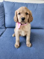 Pink, a female Golden Retriever for sale in Williamsburg, KY – 3 of 10