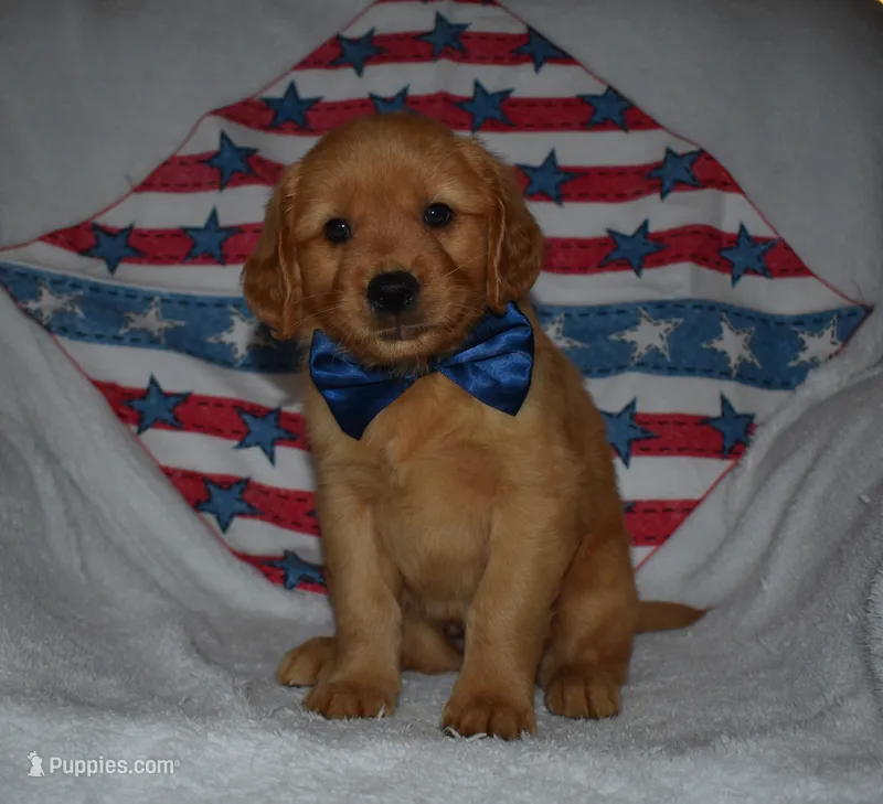 Navy – Golden Retriever puppy for sale in Williamsburg, KY