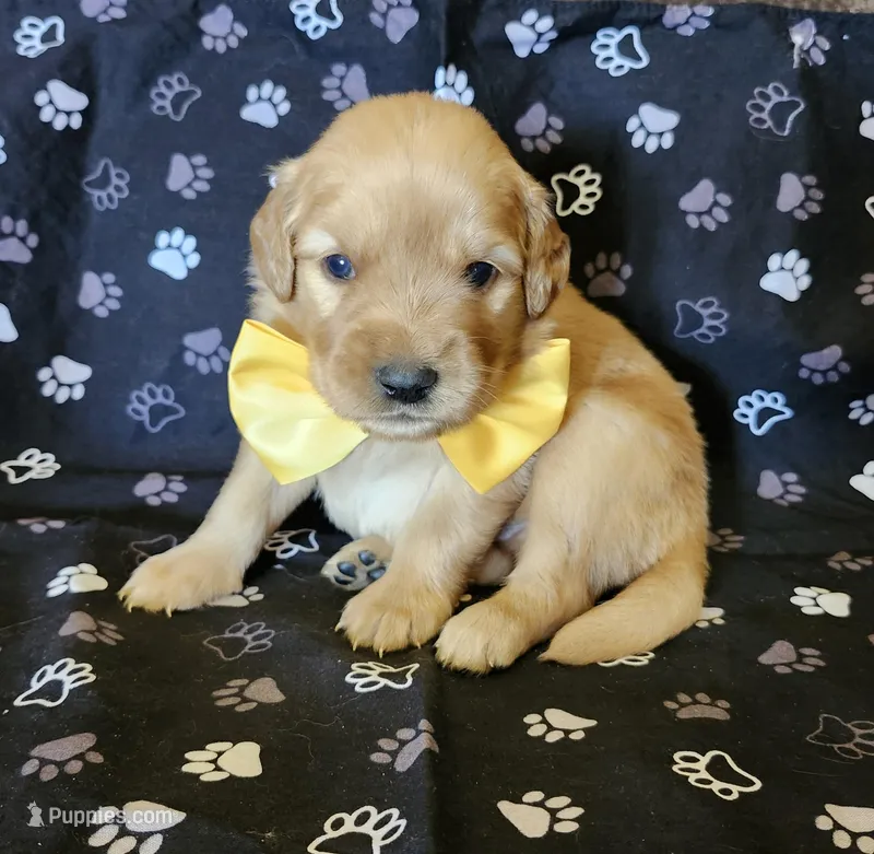Yellow  – Golden Retriever puppy for sale in Williamsburg, KY