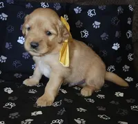 Yellow , a male Golden Retriever for sale in Williamsburg, KY – 4 of 5
