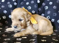 Yellow , a male Golden Retriever for sale in Williamsburg, KY – 3 of 5
