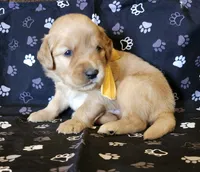 Yellow , a male Golden Retriever for sale in Williamsburg, KY – 5 of 5