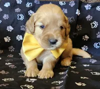 Yellow , a male Golden Retriever for sale in Williamsburg, KY – 2 of 5