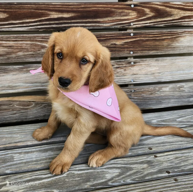 Pink – Golden Retriever puppy for sale in Williamsburg, KY