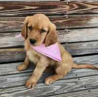Pink, a female Golden Retriever for sale in Williamsburg, KY – 2 of 10