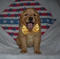 Yellow , a male Golden Retriever for sale in Williamsburg, KY – 7 of 10