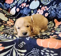 Hickory, a male Golden Retriever for sale in Williamsburg, KY – Photo 7 of 10
