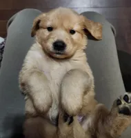 Hickory, a male Golden Retriever for sale in Williamsburg, KY – Photo 2 of 10