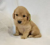 Hickory, a male Golden Retriever for sale in Williamsburg, KY – Photo 3 of 10