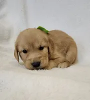 Hickory, a male Golden Retriever for sale in Williamsburg, KY – Photo 6 of 10