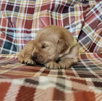 Hickory, a male Golden Retriever for sale in Williamsburg, KY – Photo 10 of 10