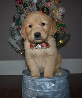 Hickory, a male Golden Retriever for sale in Williamsburg, KY – Photo 1 of 10