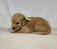 Hickory, a male Golden Retriever for sale in Williamsburg, KY – Photo 4 of 10