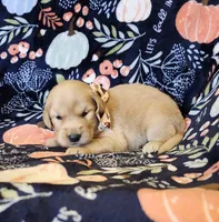 Hickory, a male Golden Retriever for sale in Williamsburg, KY – Photo 9 of 10