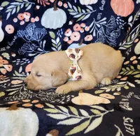 Hickory, a male Golden Retriever for sale in Williamsburg, KY – Photo 8 of 10