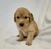 Hickory, a male Golden Retriever for sale in Williamsburg, KY – Photo 5 of 10