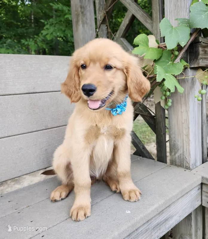 Teal – Golden Retriever puppy on hold in Williamsburg, KY