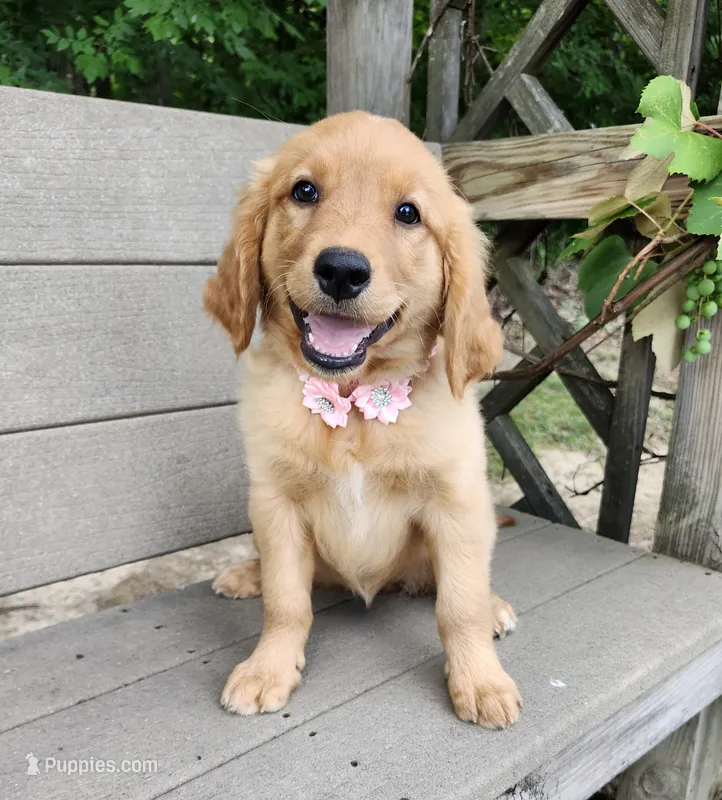 Pink – Golden Retriever puppy for sale in Williamsburg, KY