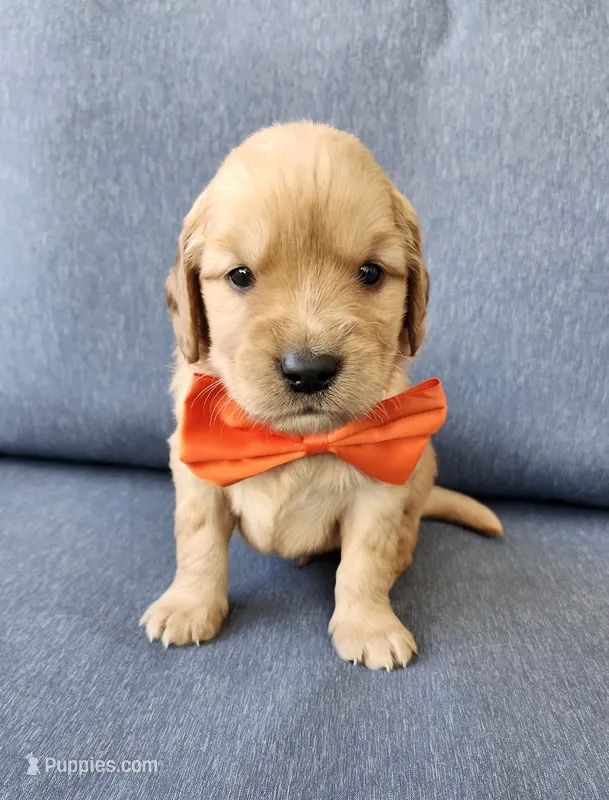 Orange  – Golden Retriever puppy for sale in Williamsburg, KY